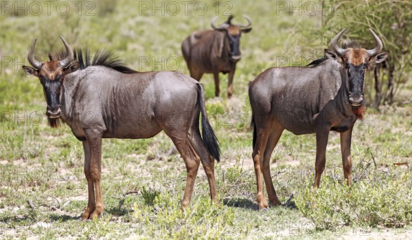 Gnus, Etosha, Namibia, wildebeests, Etosha, Namibia, Africa