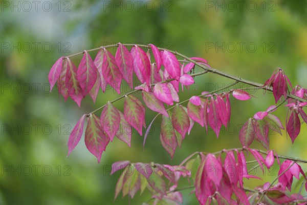 Shadbush (Amelanchier), autumn colouring