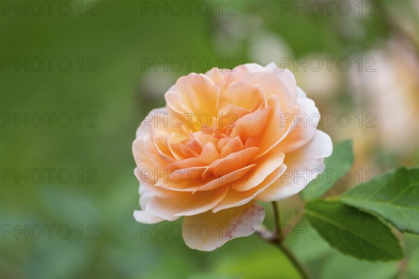 Shrub Rose (Rosa)