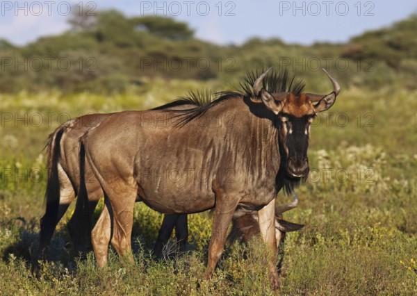 Streifengnus, blue wildebeest (Connochaetes taurinus), Namibia, Africa