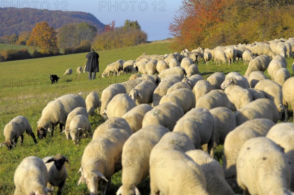 Landscape : Swabian Alb Flock of sheep in autumn on pasture, with shepherd, domestic sheep (Ovis orientalis aries)