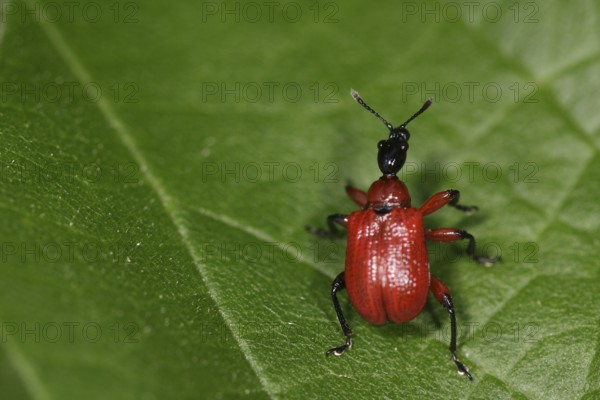 Hazel leaf roller