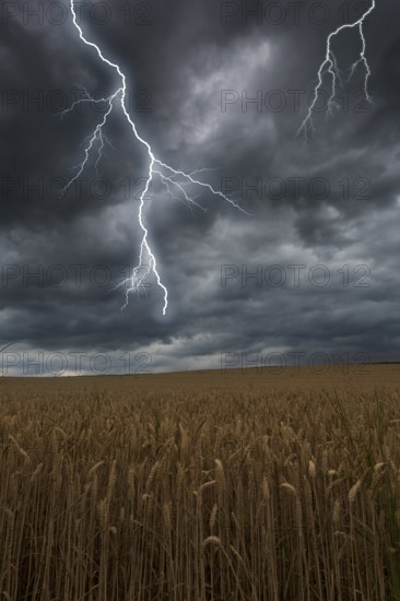 Thunderstorm with lightning over a cornfield