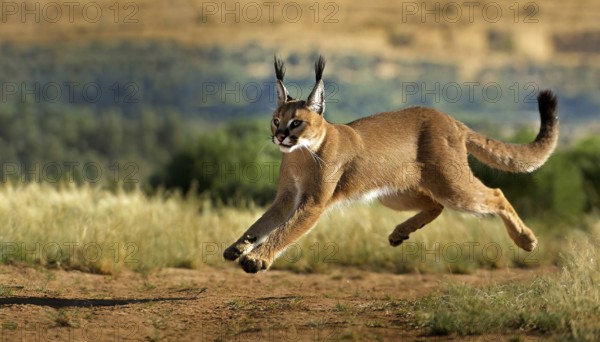 AI generated, animal, animals, mammal, mammals, biotope, habitat, a, individual animal, foraging, wildlife, Africa, South Africa, Asia, Central Asia, steppes, cat, cats, predator, caracal, desert lynx, caracal caracal), hunts. jumps, joie de vivre, Africa
