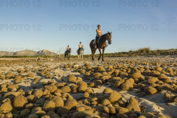 Posidonia balls, Es Dolç beach, Son Real dunes, Alcudia bay, Santa Margarida, Mallorca, Balearic islands, spain