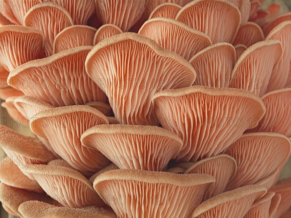 A macro photo of a cluster of large pink oyster mushrooms in a studio setting