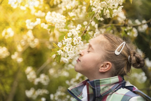 Little girl smelling flowers of a blossoming cherry tree, backlit shot, warm sunshine through the leaves of the tree. Little girl smelling flowers of a blossoming cherry tree. Girl with braids, spring scene