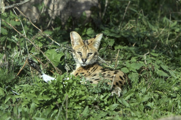 Serval
