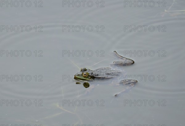 Green frog (Pelophylax esculentus)