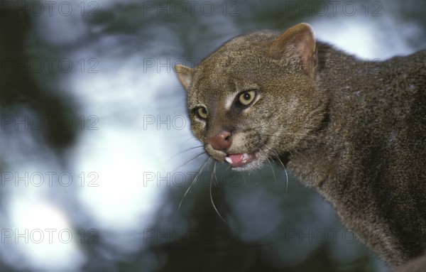 Jaguarundi, herpailurus yaguarondi, portrait of an adult