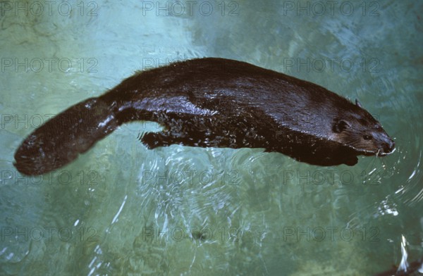 EUROPEAN BEAVER (castor fiber), ADULT IN WATER, FRANCE