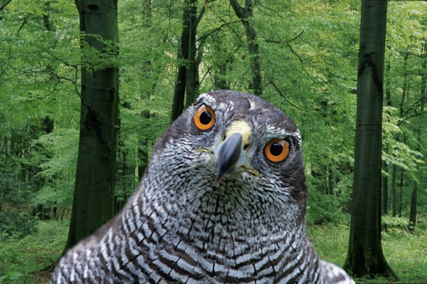 Northern goshawk (Accipiter gentilis), NOT FREE FOR CALENDAR 2019