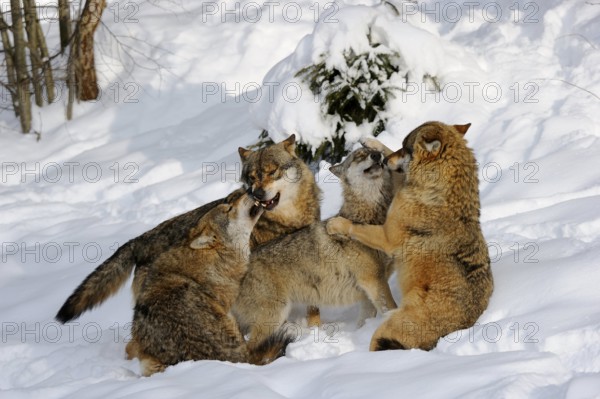 Gray wolves (Canis lupus), social behaviour