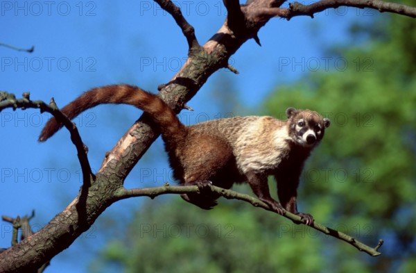 White nosed coati (Nasua narica)
