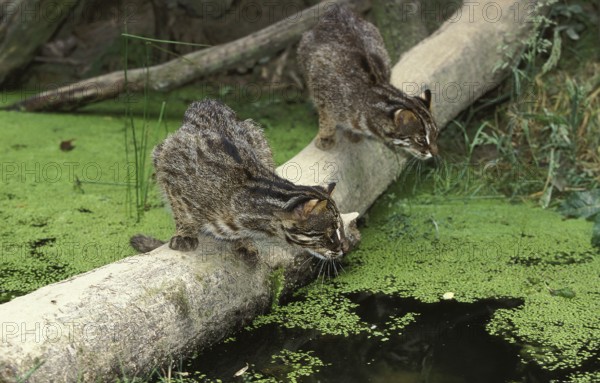 LEOPARD CAT (prionailurus bengalensis), PAIR HUNTING