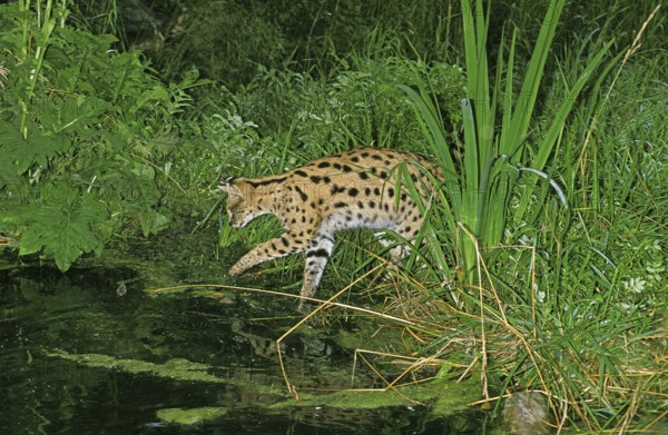Serval (leptailurus serval), Adult Hunting