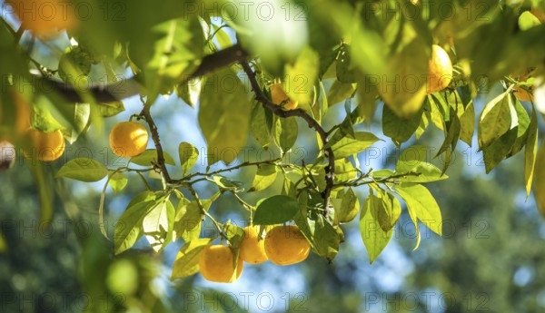 Citrus fruits