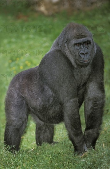 EASTERN LOWLAND (GORILLA gorilla gorilla) graueri, FEMALE STANDING ON GRASS