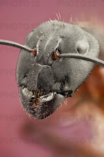 cruentatus or Red ant, a portrait of this beautiful ant (Camponotus)