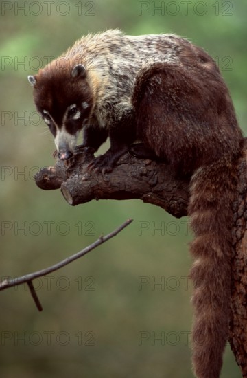 White-nosed Coati (Nasua narica)