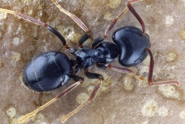 Carpenter ant (Camponotus) on stone in plan view