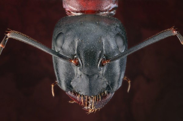 Head of a brown-black horse ant (Camponotus)