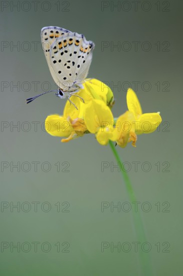 Common blue butterfly (Polyommatus icarus) , lateral, Lower Saxony, Germany, Europe