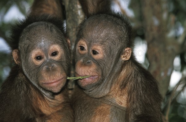 ORANG UTAN (pongo pygmaeus), PORTRAIT OF BABIES, BORNEO