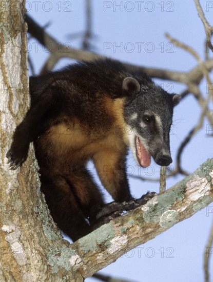 Ringtailed Coati or Coatimundi (nasua nasua), Adult perched in Tree, Pantanal in Brazil