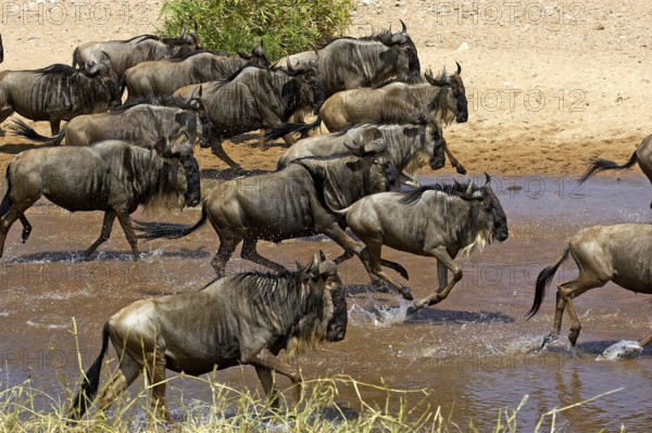 Blue wildebeest (connochaetes taurinus), herd crossing a river during migration, Masai Mara Park, Kenya, Africa