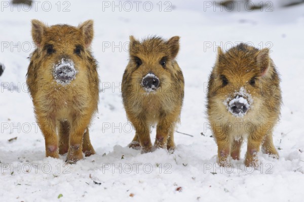 Wild boars (Sus scrofa) Freshmen