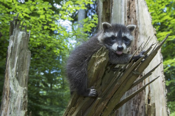 Raccoon (Procyon lotor) , Young animal, Lower Saxony, Germany, Europe