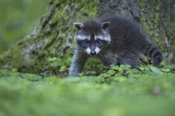 Raccoon (Procyon lotor) , Young animal, Lower Saxony, Germany, Europe