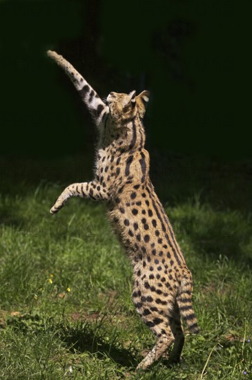 Serval (leptailurus serval), adult chasing bird