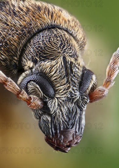 Head of a Bean weevil (Bruchinae)