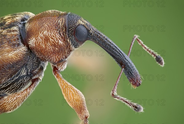 4 mm large weevil (Dorytomus)