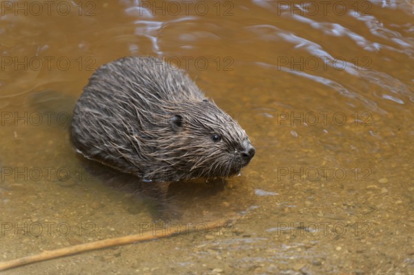European beaver (Castor fiber), juvenile, Rosenheim, Bavaria, Germany, Europe