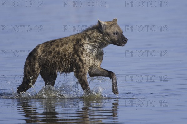 Spotted hyena (Crocuta crocuta), Lake Nakuru National Park, Hyena, Kenya, Africa