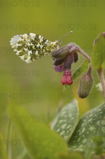 Orange tip (Anthocharis cardamines), Rhineland-Palatinate, Germany, Europe