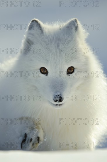 Arctic fox (Alopex lagopus) (Vulpes lagopus)