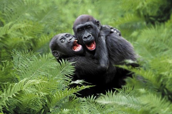 Young Western Gorillas (Gorilla gorilla gorilla)