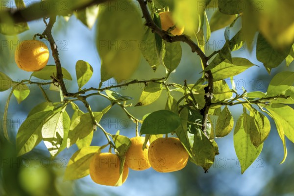 Citrus fruit