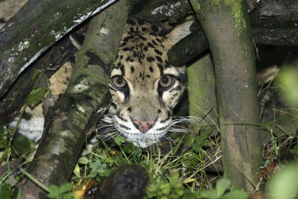 Clouded Leopard (neofelis nebulosa), Adult camouflaged behing Tree