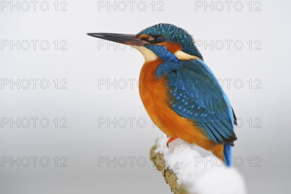 Common kingfisher (Alcedo atthis) , laterally, Lower Saxony, Germany, Europe