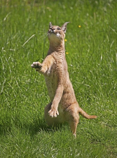 Caracal (caracal caracal), Adult on Hind Legs, Hunting