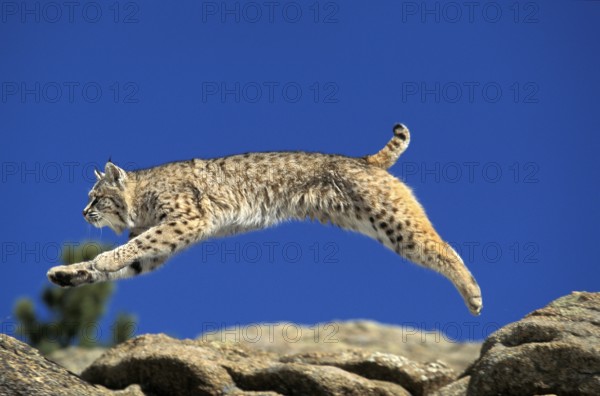 BOBCAT (lynx rufus), ADULT LEAPING ON ROCKS, CANADA