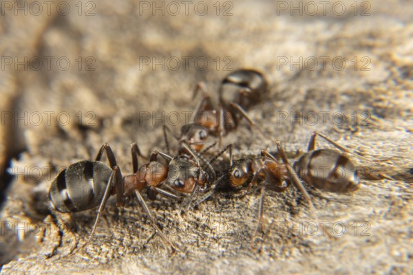 Red wood ant in early spring