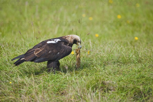 Eastern Imperial Eagle (Aquila heliaca) with prey, Suslik (Citellus citellus), Marchauen, Lower Austria, Eastern imperial eagle, Austria, Europe