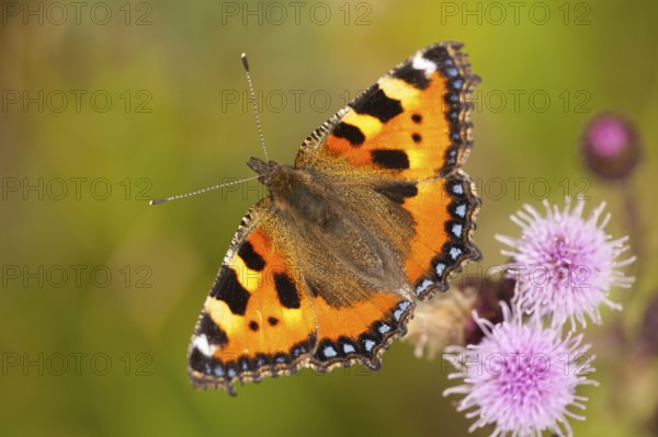 Small tortoiseshell (Aglais urticae) Rhineland-Palatinate, Germany, Europe