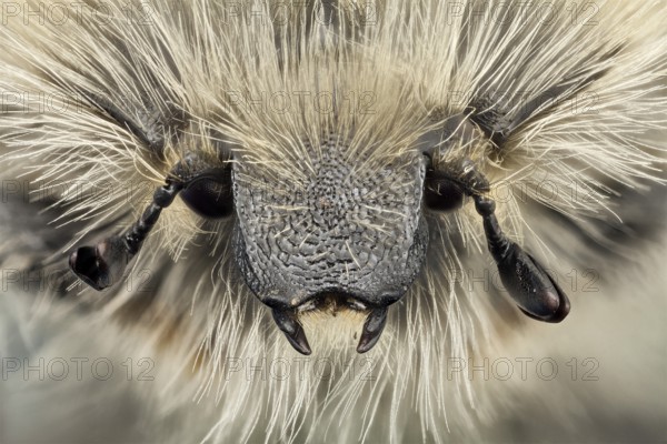 Front view of a flower beetle, this species is covered with a thick and long tawny hair